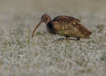 Glossy Ibis 4