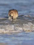 Willet dips shellfish in sea, Fort De Soto Park, Florida