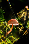 z3512 Rainbow Webs and Fungi