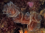 Bispira volutacornis