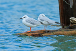 Bonaparte's Gull portfolio