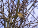 Chiffchaff