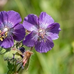 Dusky cranesbill (Geranium phaeum) 