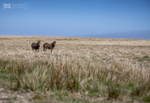 Exmoor ponies near Little Buscombe