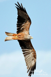Nature-48