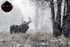 Blizzard Bull_4473