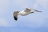 Common Gull (adult) flying close, Suomenlinna, Helsinki, Finland