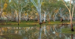 Billabong gums near Newman