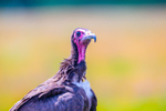 hooded vulture Necrosyrtes monachus-5755