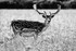 Fallow Buck 01