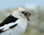 Snow Bunting with caterpillars, Iceland