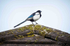 Magpie !
