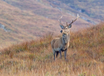 Red Deer - Cervus elaphus