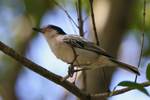 Black-backed Puffback portfolio