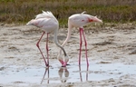 Greater Flamingos