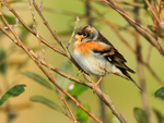 Brambling portfolio
