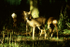 Roe Deer
