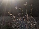 GOD RAYS AND GRASSES, NOVEMBER 2018  - NORFOLK COUNTY