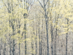 April, 2017 #2 - Norfolk County
