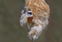 Male Penduline Tit