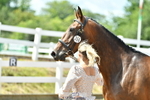 230719A-121906-00147_Trot Up 12pm to 1pm