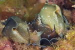 Aplysia punctata carrying young