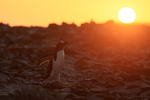 Sunset return by Gentoo Penguin to colony, Sea Lion Island, Falklands