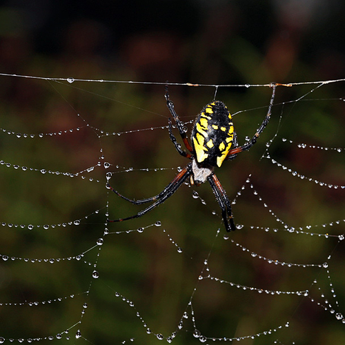 Female Black & Yellow Garden Spider making some web repairs on a rainy day in September.