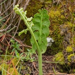 Moonwort (Botrychium lunaria) is a fern in the family Ophioglossaceae