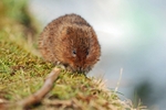 Water Vole