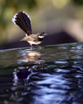 Sunda Pied Fantail portfolio
