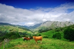 Picos View