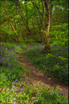Bluebell Lined Pathway