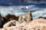 Hartlaub's Gull hovering, Betty's Bay, South Africa
