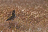 Golden Plover