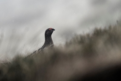 Mountain Hares and Red Grouse portfolio