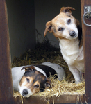 In The Doghouse.