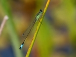 Blue-tailed Damselfly