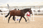 SBM_16979