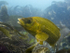 Ballan Wrasse
