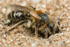 Andrena barbilabris (f)