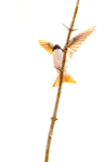 Tree Swallow Backlit
