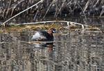 Little Grebe