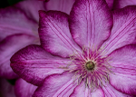 Floral-7