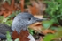 Red-throated Diver