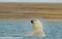 Polar bear taking his morning bath