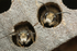 Osmia bicornis (m)