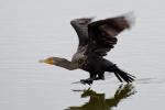 Cormorant