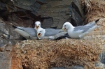 Kittiwakes