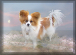 Little Dream Dog